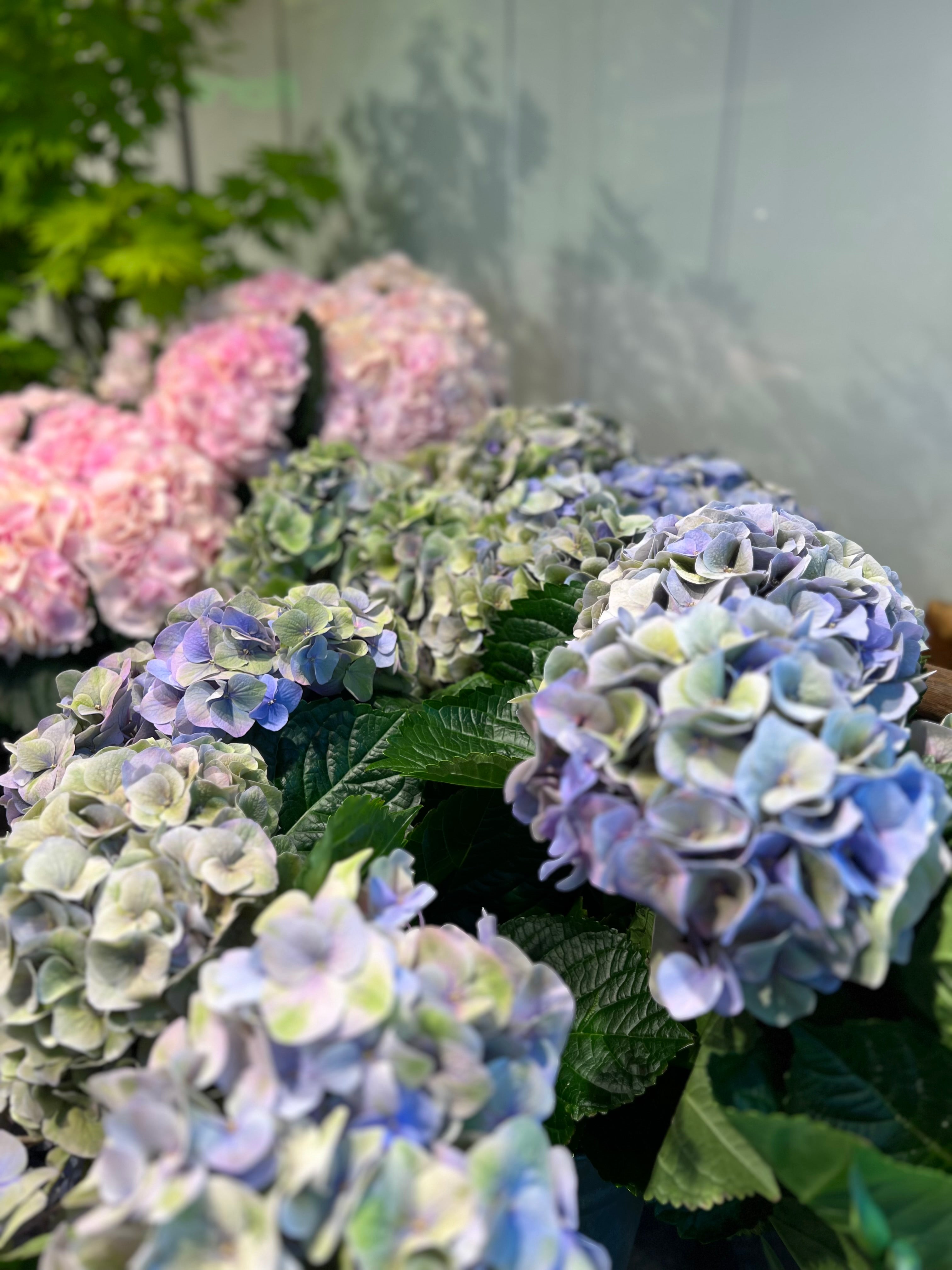 Blaue, violette und rosafarbene Hortensienblüten mit üppigen grünen Blättern sind in einem gut beleuchteten Innenraum zu sehen, wobei einige Blüten im Fokus stehen und andere weich im Hintergrund verschwimmen.
