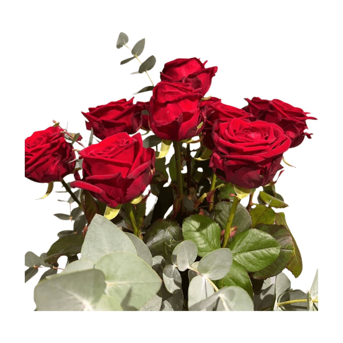 Der florale Blumenstrauß „Königin der Herzen“ kombiniert rote Rosen, grüne Blätter und Eukalyptus zu einem eleganten Arrangement – perfekt präsentiert vor weißem Hintergrund.