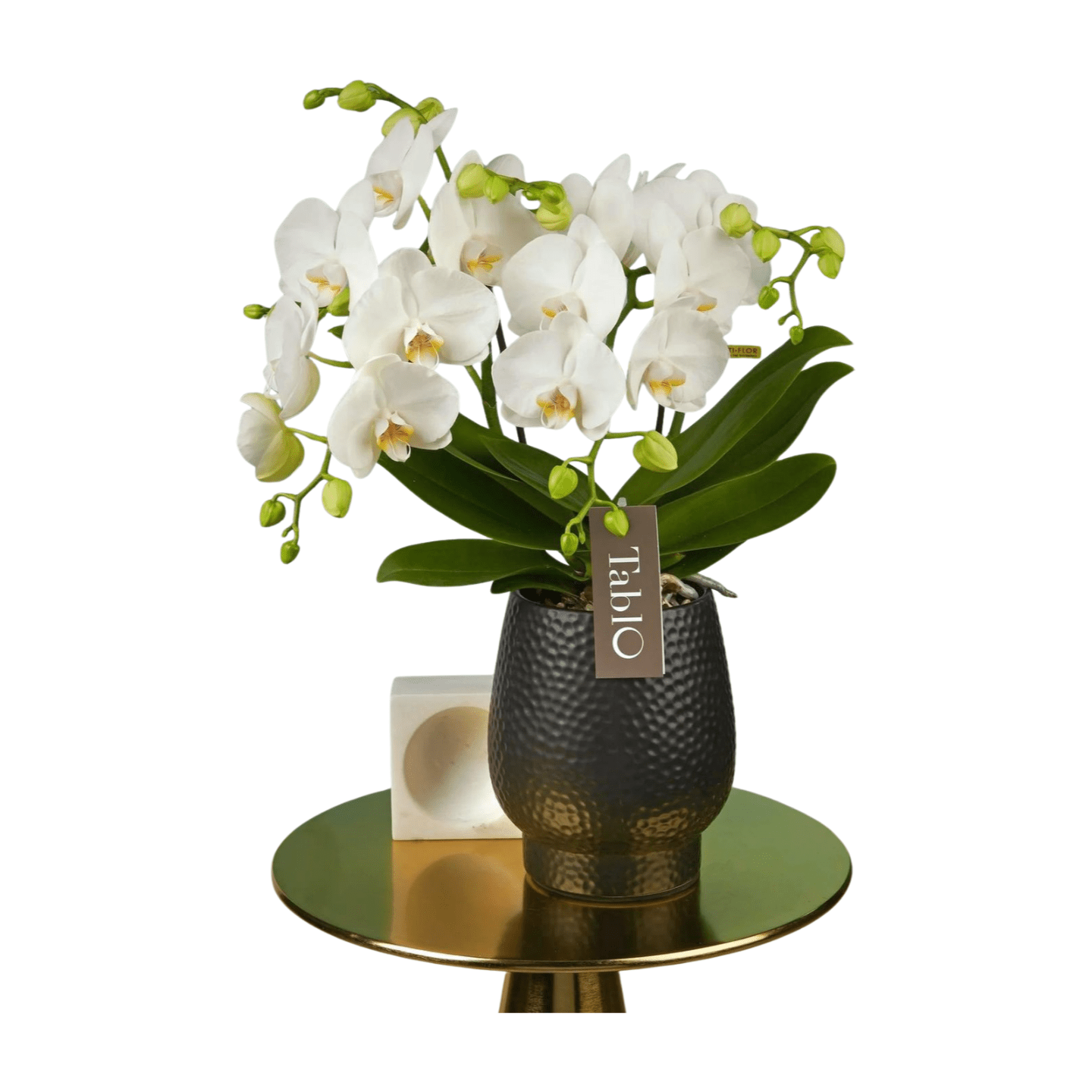 Eine florale Orchidee weiss in einem strukturierten schwarzen Tablo-Topf mit grünen Blättern und eleganten Blüten, arrangiert auf einem runden Goldtisch samt weißem Dekoelement – ideal für Halbschatten.