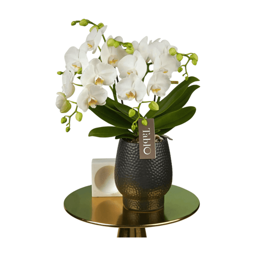 Blumen verschicken Hamburg Blumen online bestellen & liefern Hamburg