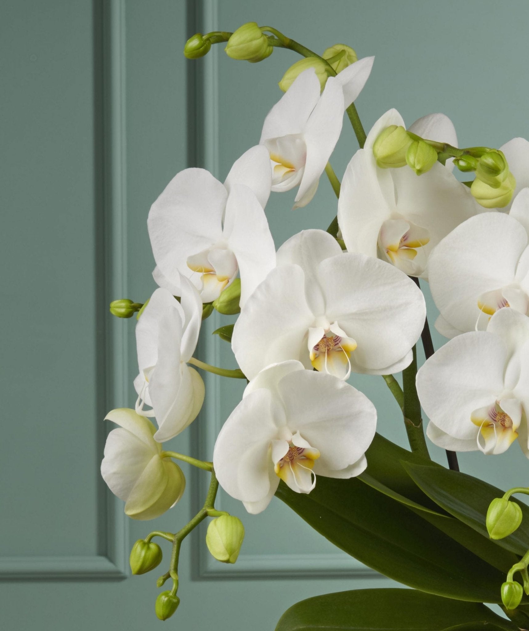 Orchid white