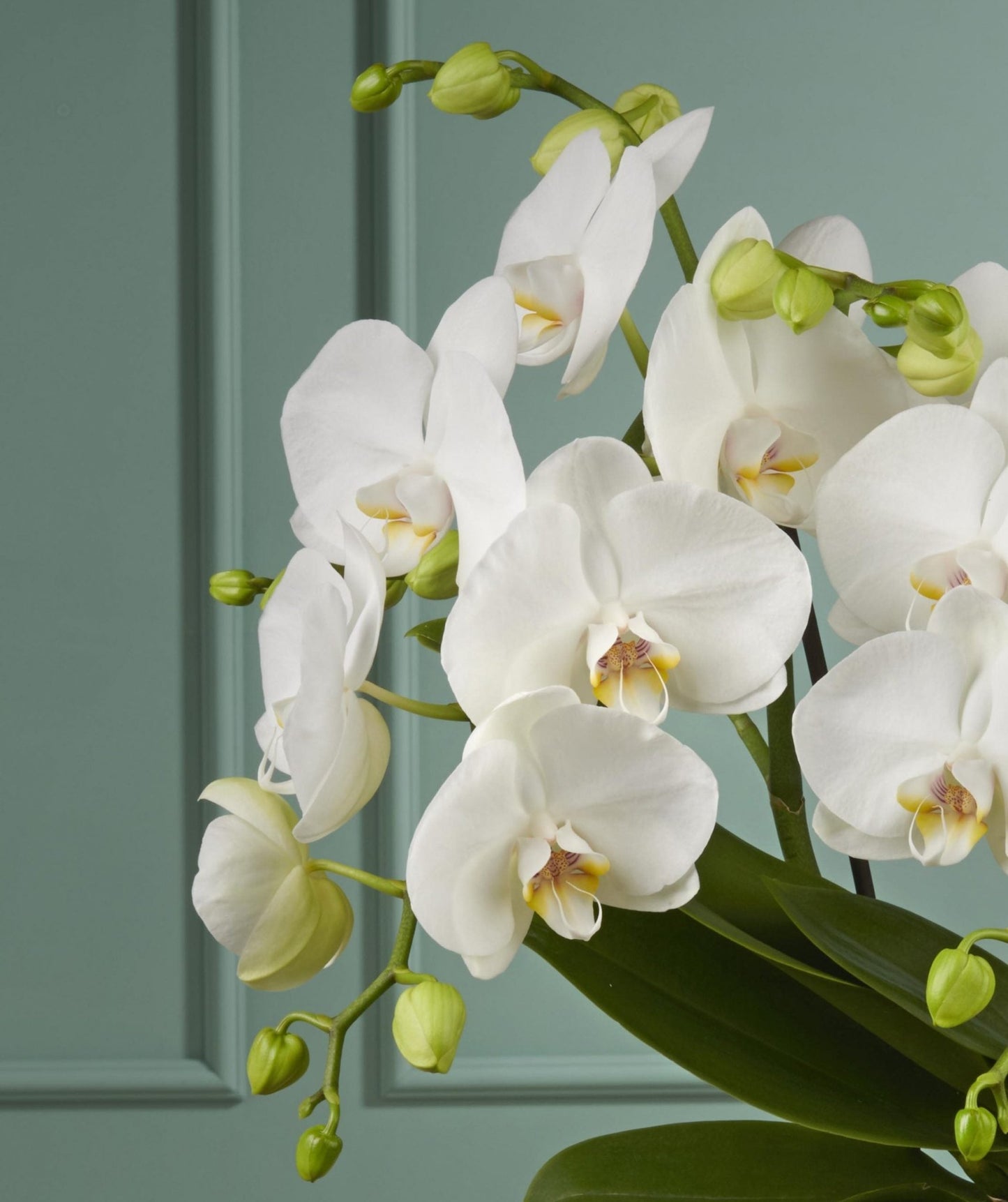 Orchidee weiss von florali mit grünen Knospen und dunkelgrünen Blättern steht vor einer hellblauen Wand und gedeiht selbst im Halbschatten.